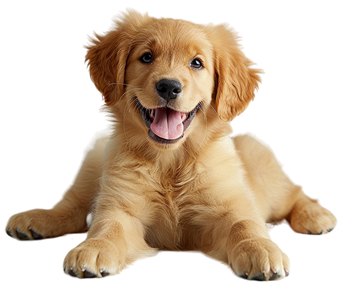 Cachorro Golden Retriever
